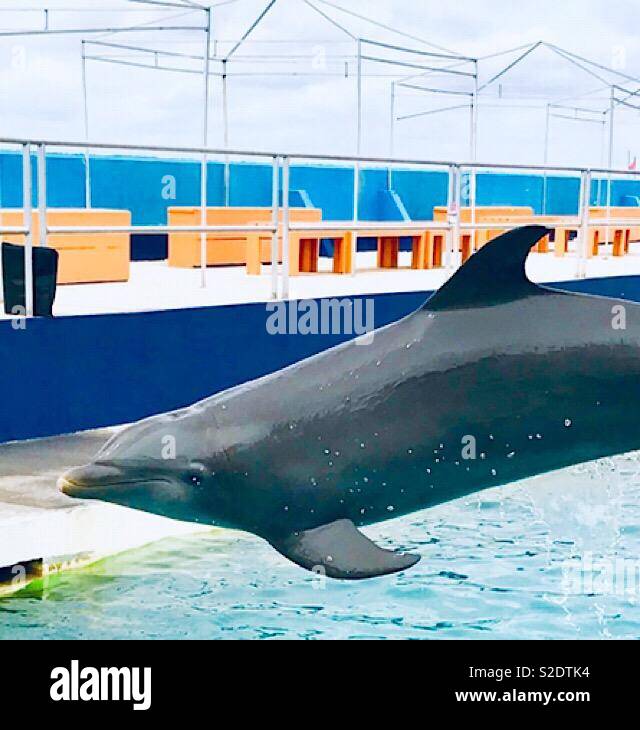 Delphin springend durch die Luft Stockfoto