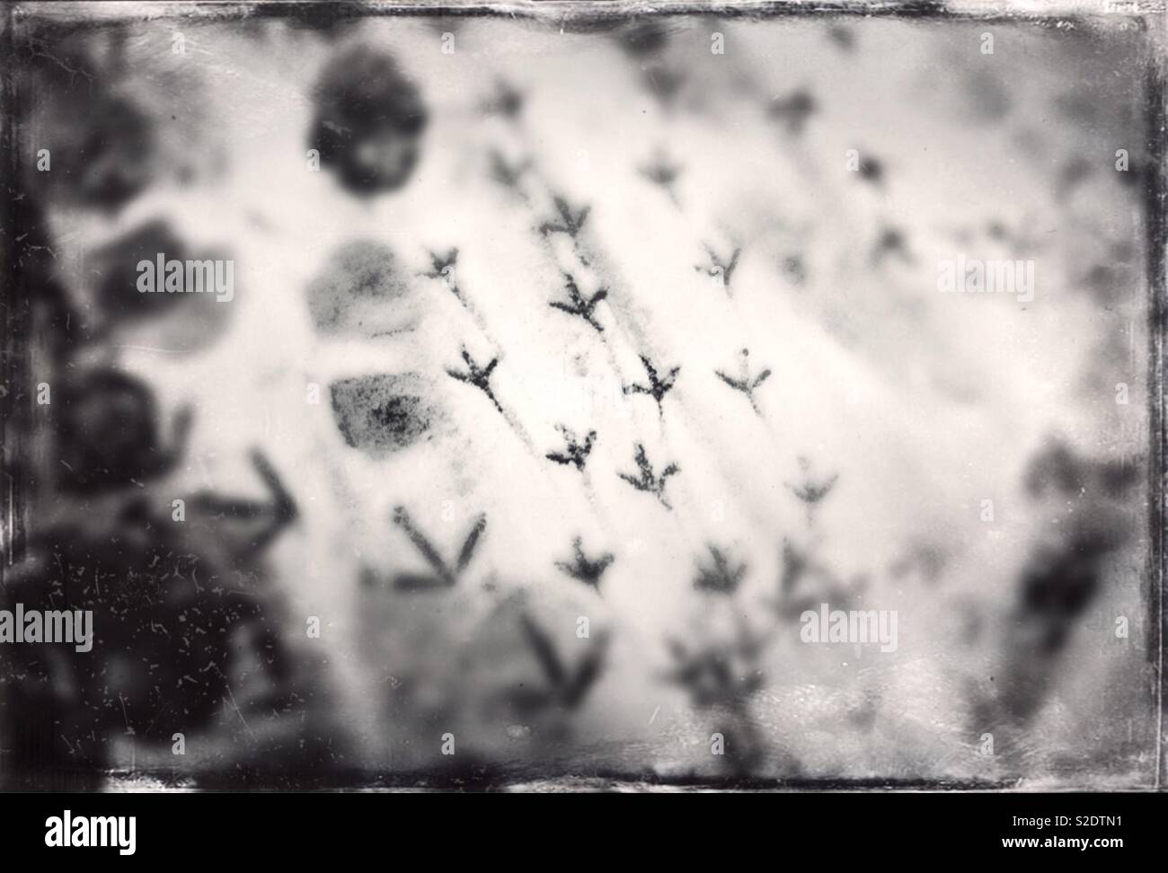 Vögel Spuren im Schnee - Smartphone-aufgenommenes Stockfoto