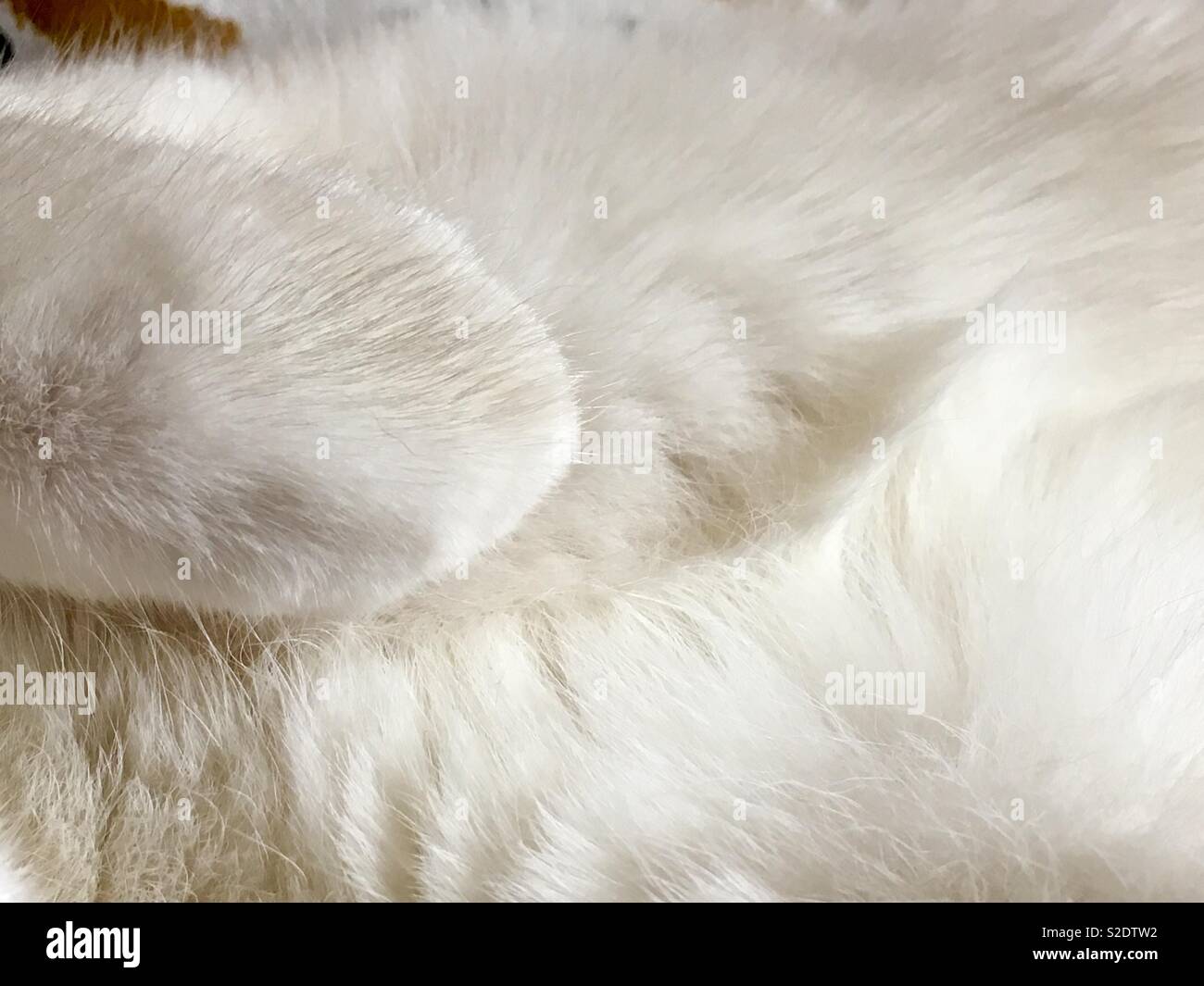 Katze Pfote auf Elfenbein Weiß Fell Stockfoto