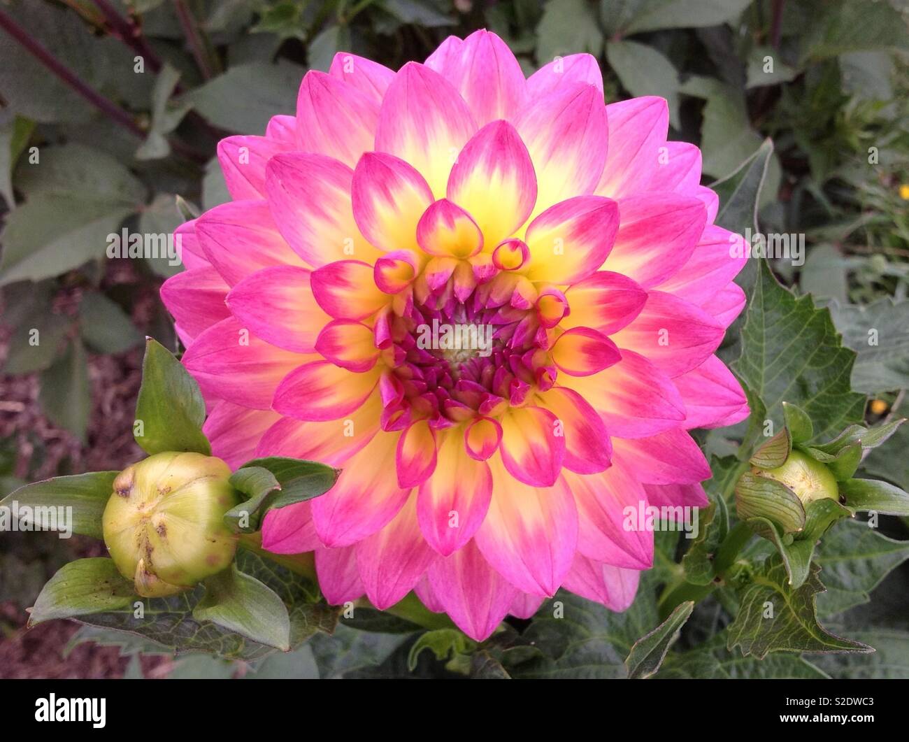 Dahlie Foxy Lady - Smartphone-aufgenommenes Stockfoto