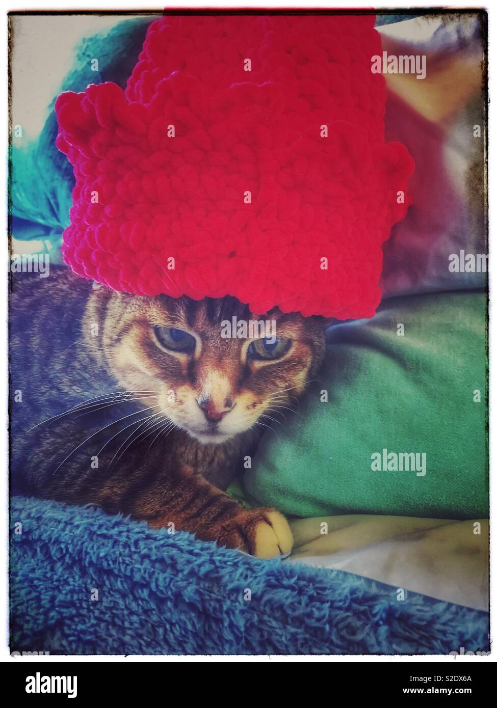 Katze mit Red crochet hat. - Smartphone-aufgenommenes Stockfoto