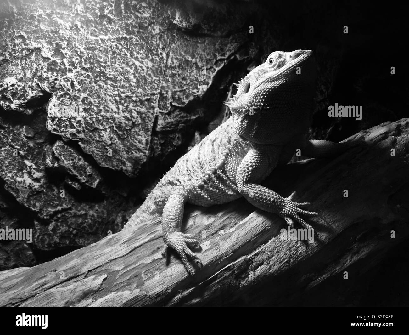 Schwarz-weiß Foto von Agama lizard Stockfoto