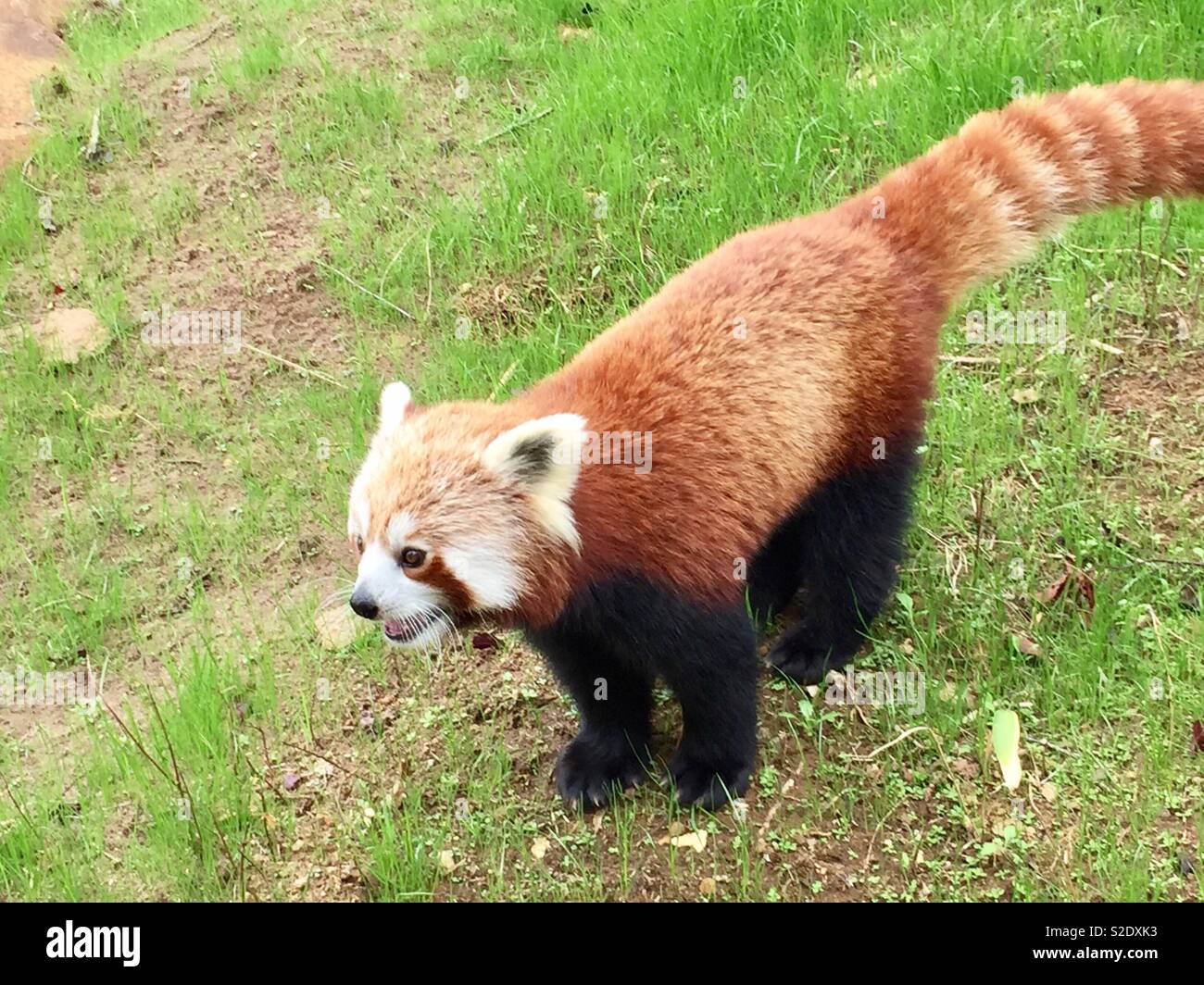 Roter panda Stockfoto