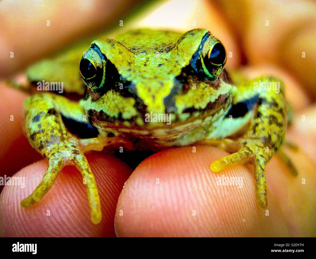 Frosch auf der Hand schließen - Smartphone-aufgenommenes Stockfoto