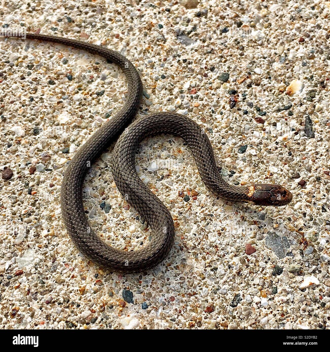 Baby prairie ringneck Snake zusammengerollt auf der Seite der Straße Stockfoto