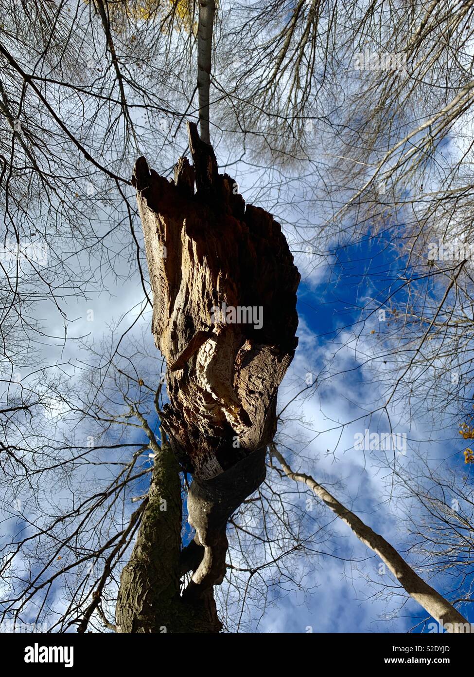 Broken Tree Branch unten Stockfoto