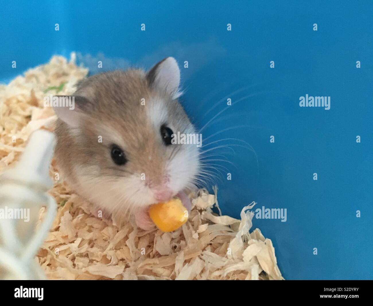 dwarf hamster eating