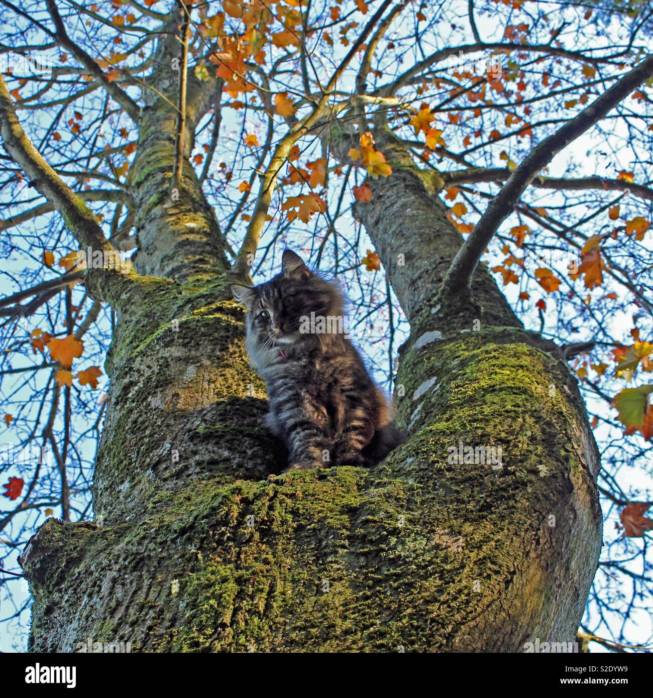 Katze auf einen Baum im Herbst Stockfoto