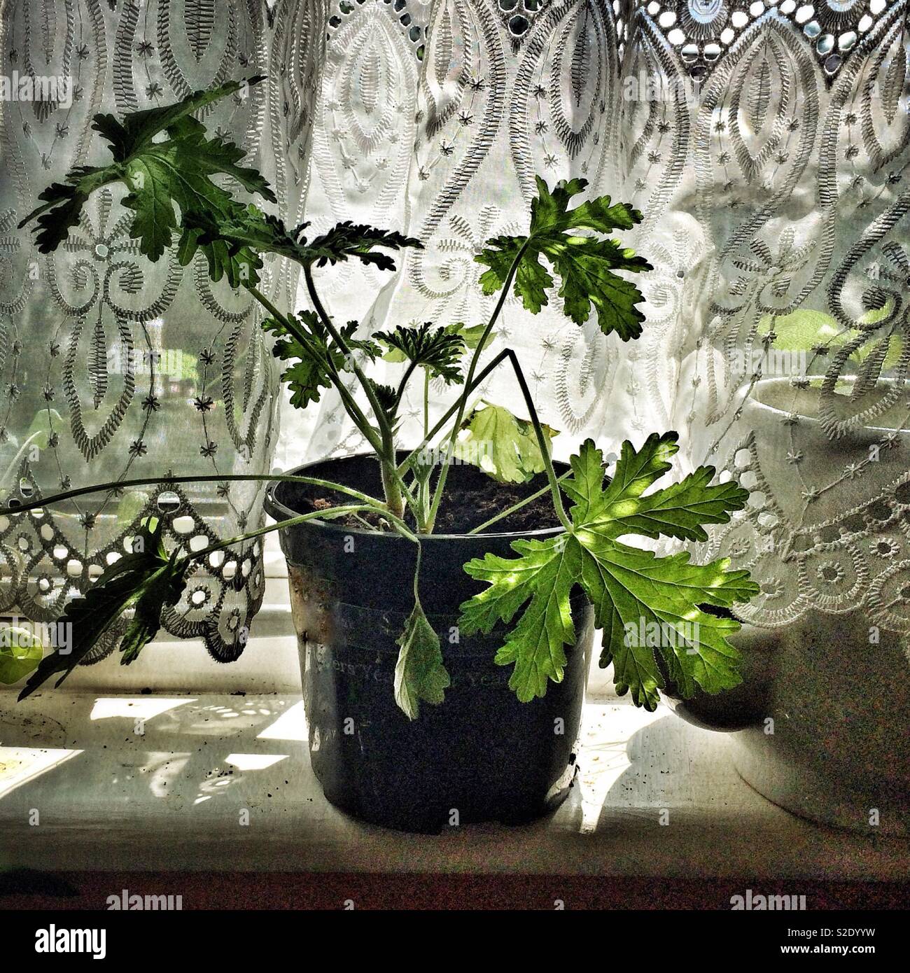 Eine duftende Geranien Topfpflanzen auf der Fensterbank mit wunderschönen Licht verschütten durch die Blätter und Vorhänge Stockfoto