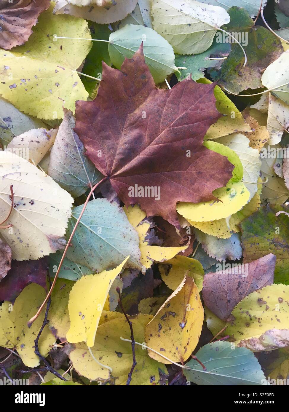 Herbst Blätter auf dem Boden, eine Mischung aus gelben, goldenen und braunen Farben Stockfoto