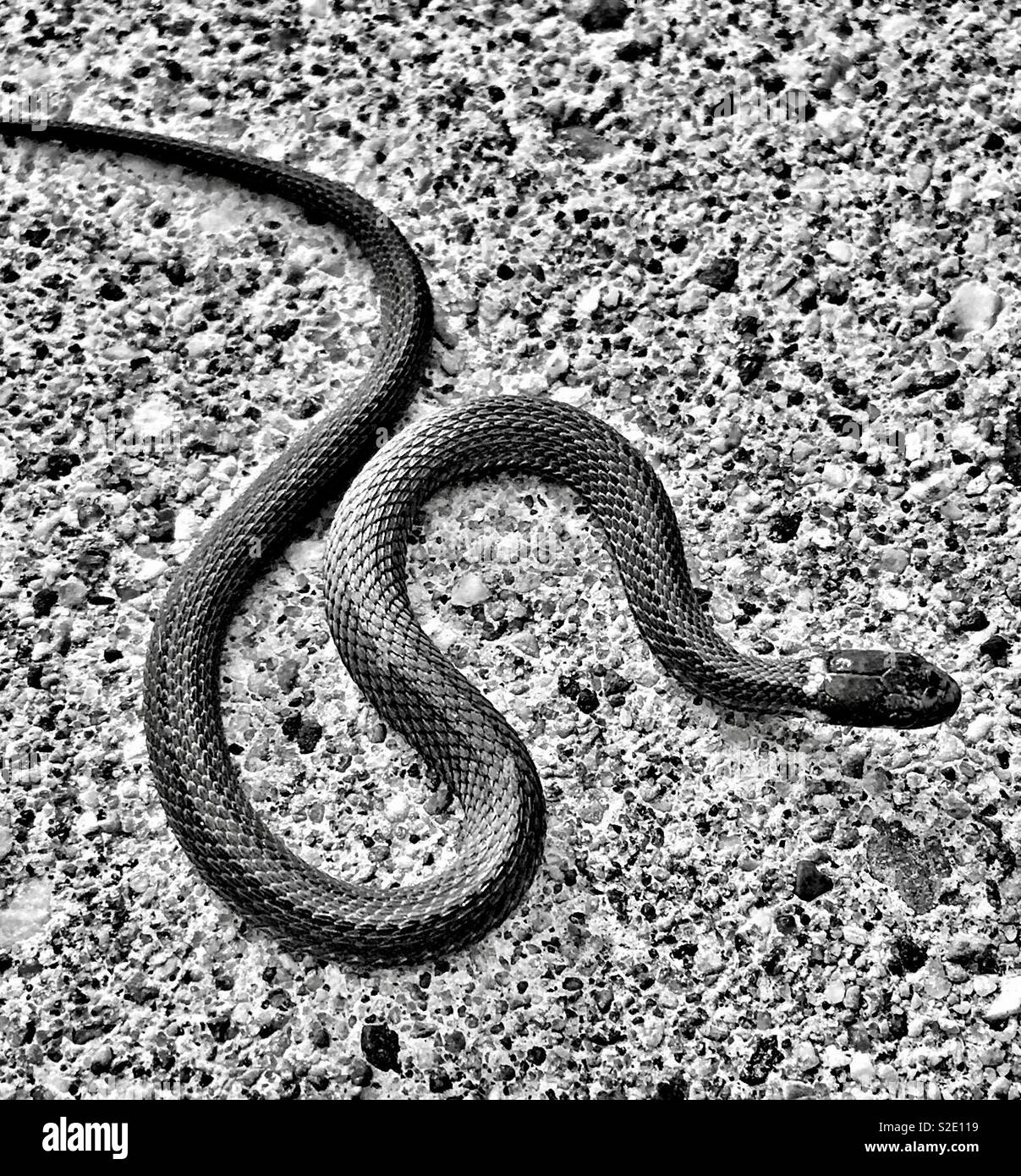 Baby prairie ringneck Snake zusammengerollt auf der Seite der Straße Stockfoto