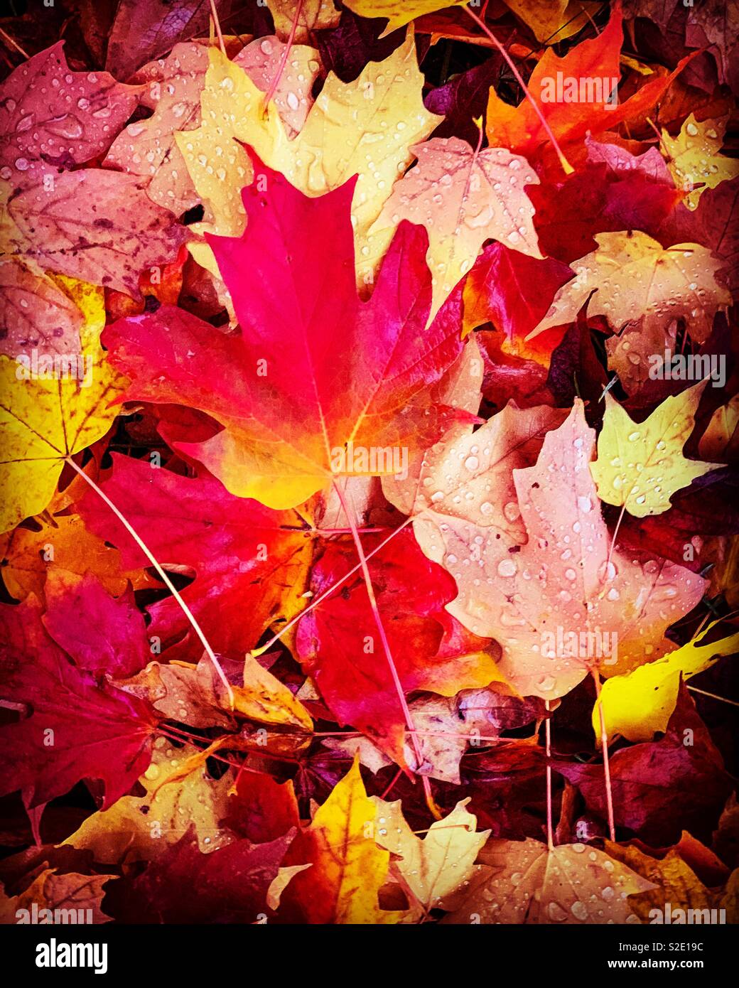 Rot und Gold Maple Leafs auf dem Boden im Herbst. Stockfoto