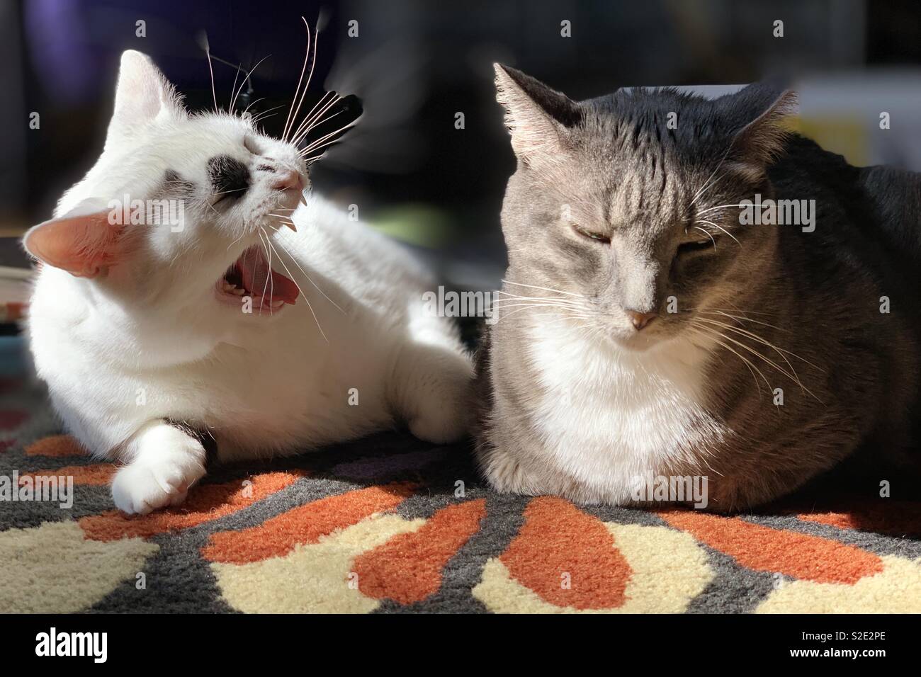 Zwei Katzen versuchen, in der Sonne zu schlafen. Stockfoto