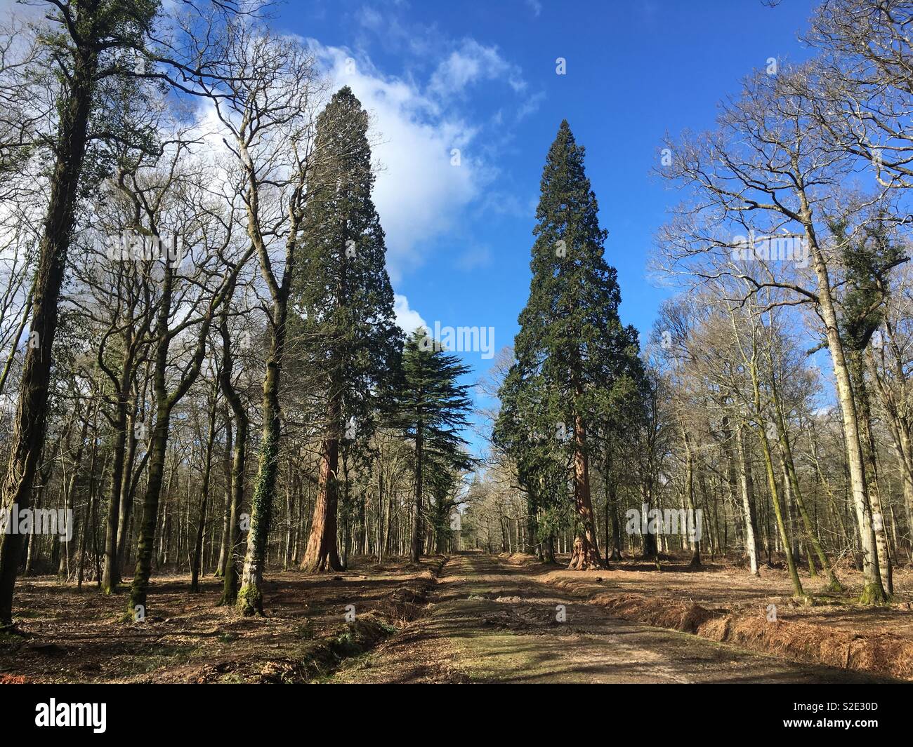 Tall Trees Walk in den Neuen Wald im Herbst Stockfoto