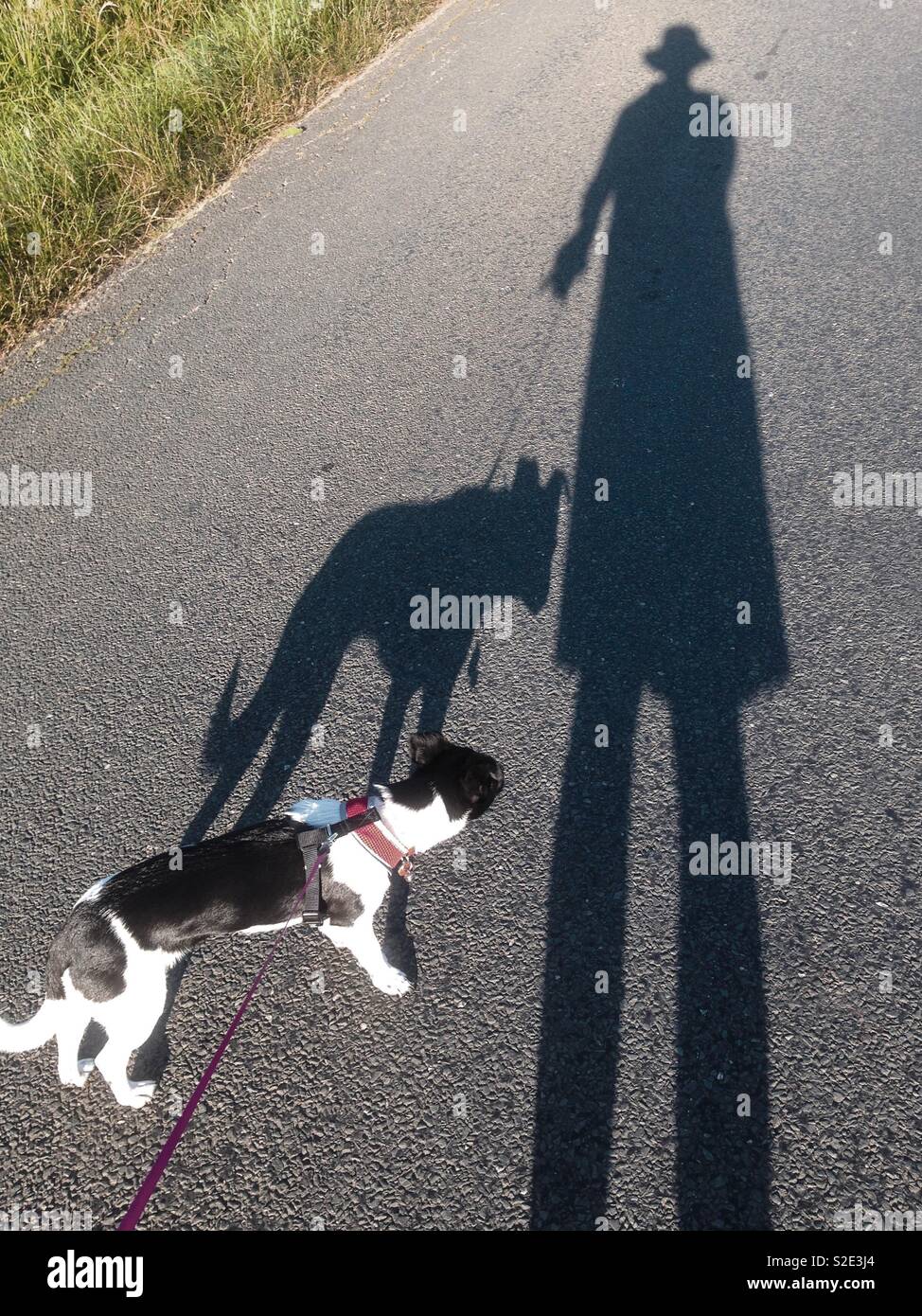 Ein kleiner Hund schaut neugierig auf ihre Besitzer verzerrten Schatten. Mobiltelefon-Foto mit einem Telefon oder Tablet Nachverarbeitung. Stockfoto