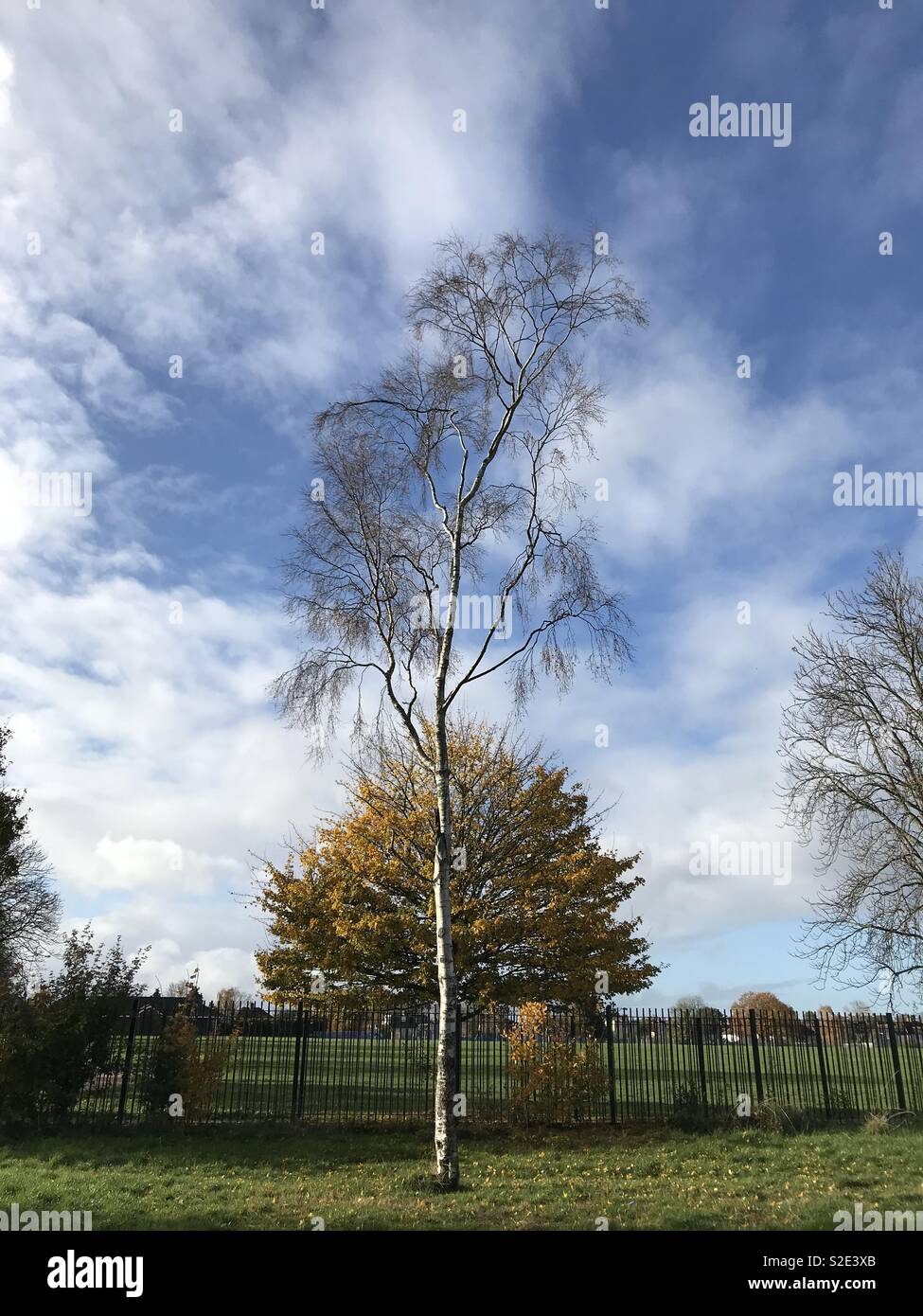 Silver Birch tree in einem Park in Sutton Surrey Stockfoto