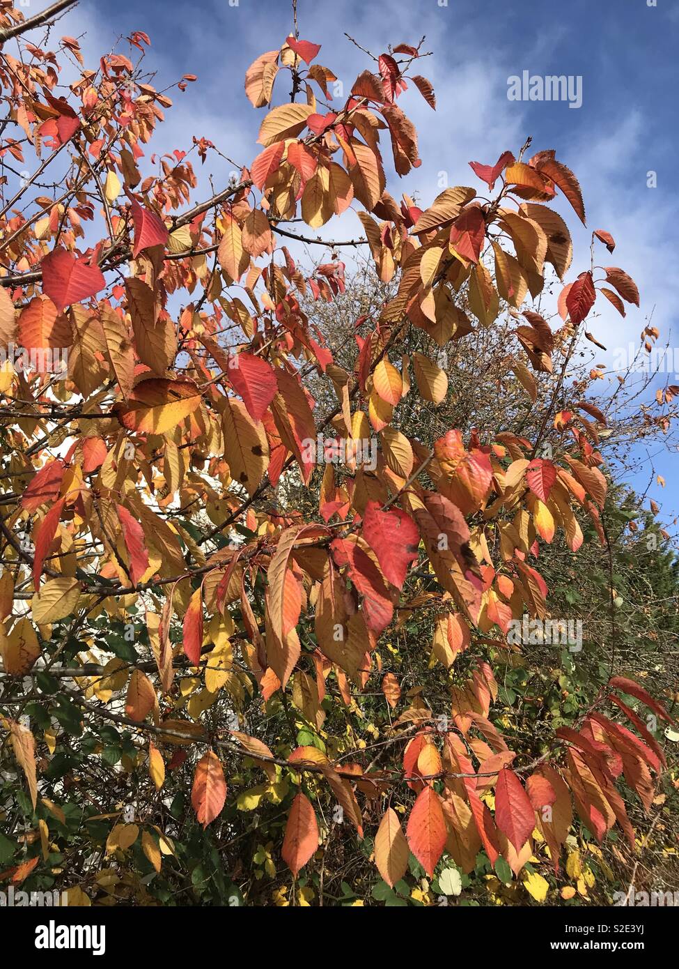 Blätter im Herbst im Park, Sutton, Surrey Stockfoto