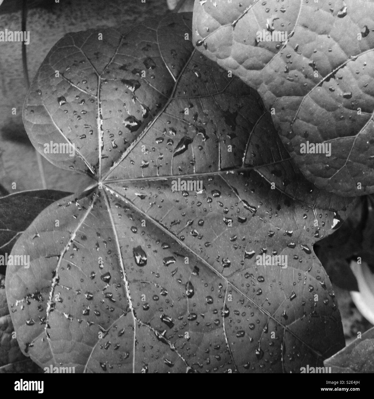 Nasse Blätter auf Schwarz und Weiß Stockfoto