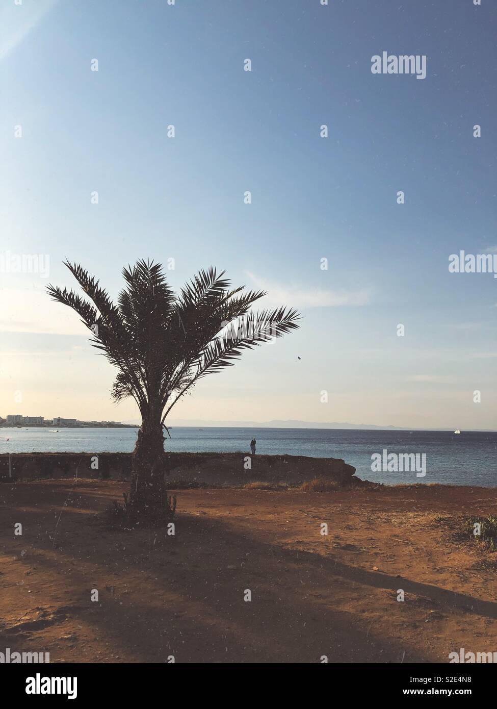 Palme auf der Fig Tree Bay Beach. Zypern. Griechenland. Stockfoto