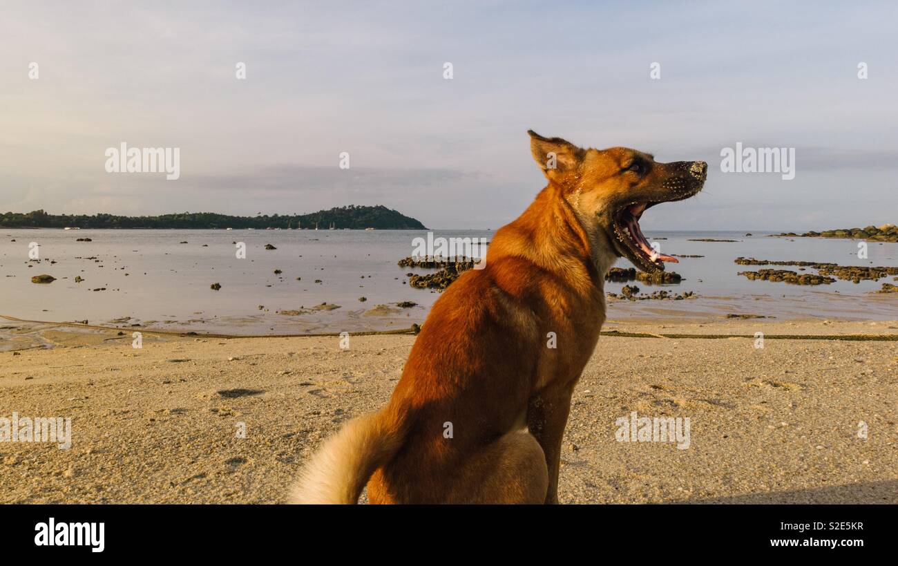 Hund Gähnen bei Sonnenaufgang Stockfoto