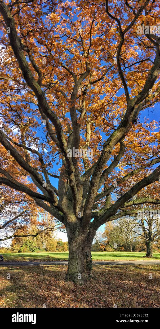 Herbst-Eiche Stockfoto