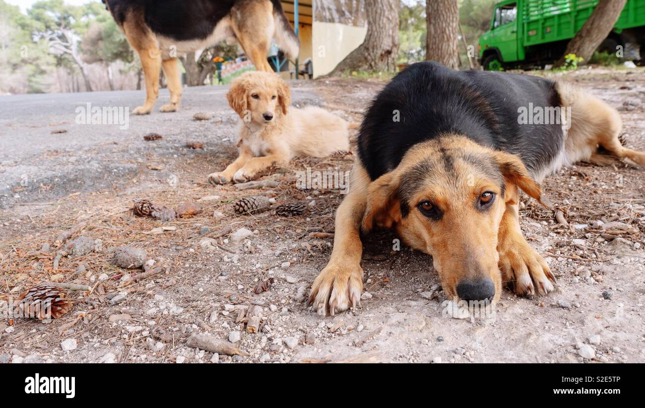 Streunende Hunde auf den Straßen von Zakynthos, Griechenland Stockfoto
