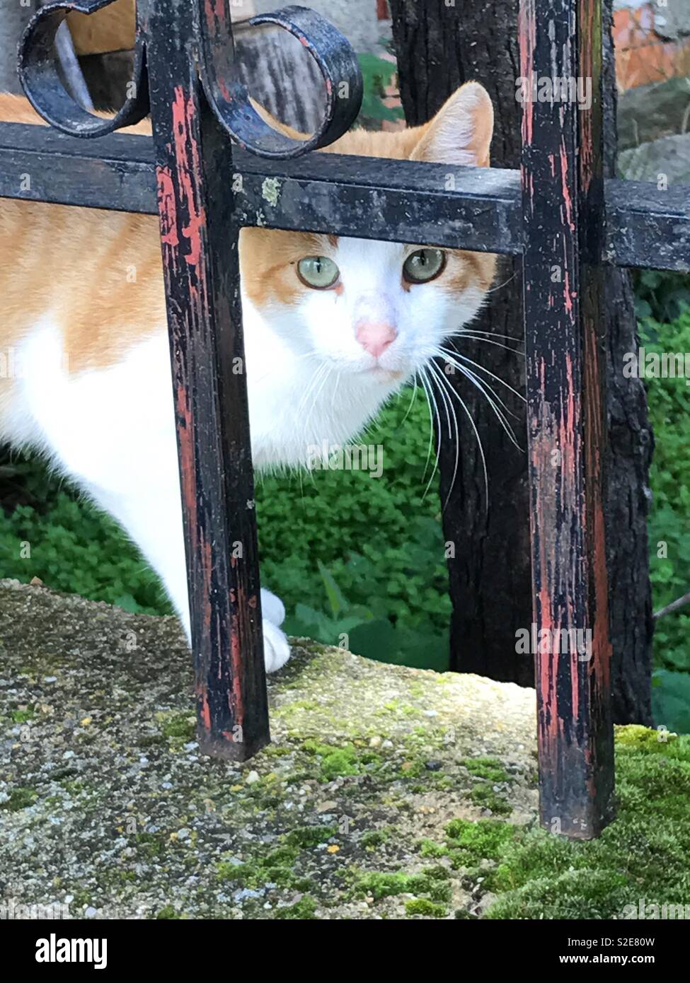 Tabby und weisse Katze in te Kamera schaut hinter einem Zaun. Stockfoto