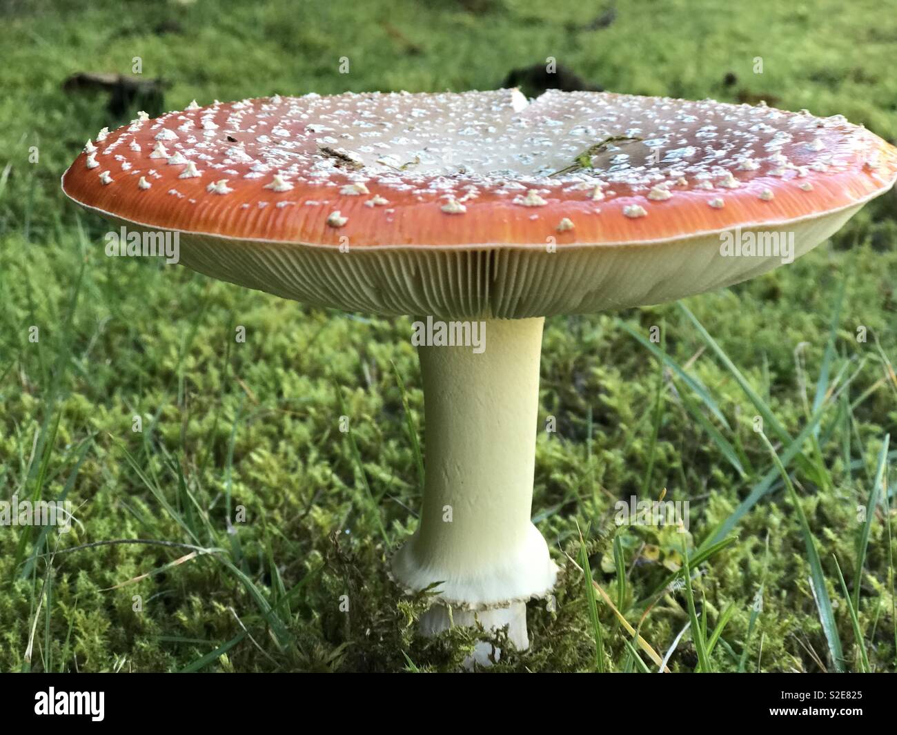Ein Pilz Stockfoto