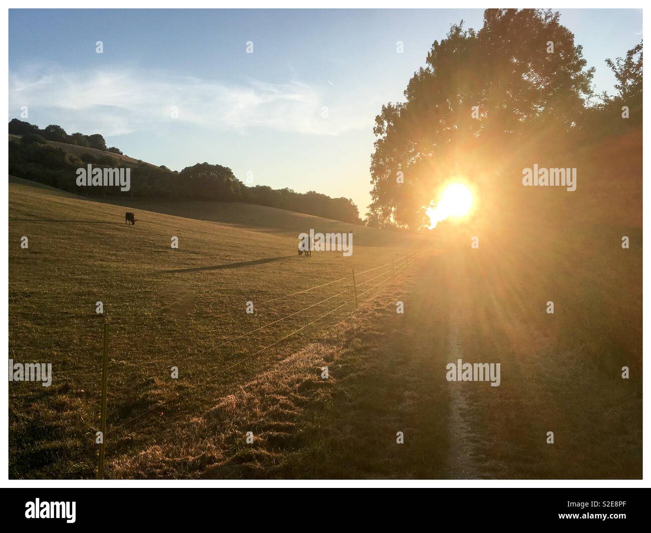 Spaziergang am frühen Morgen bei Sonnenaufgang auf dem South Downs Way durch Rinder Feldern, in der Nähe von Eastbourne, East Sussex Stockfoto