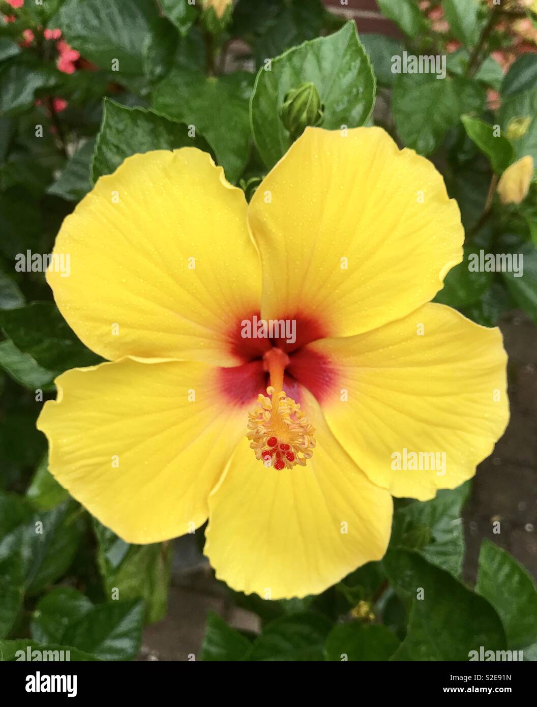 Yellow Hibiscus Yellow Hibiscus Stockfoto