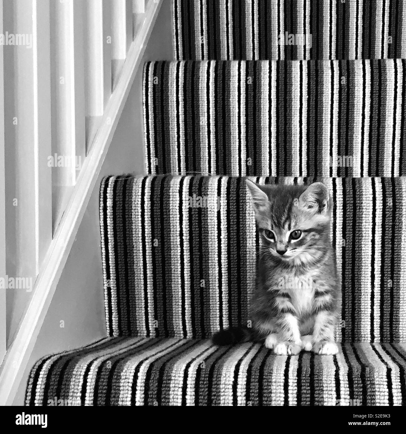 Graue Kätzchen auf Treppen. Stockfoto