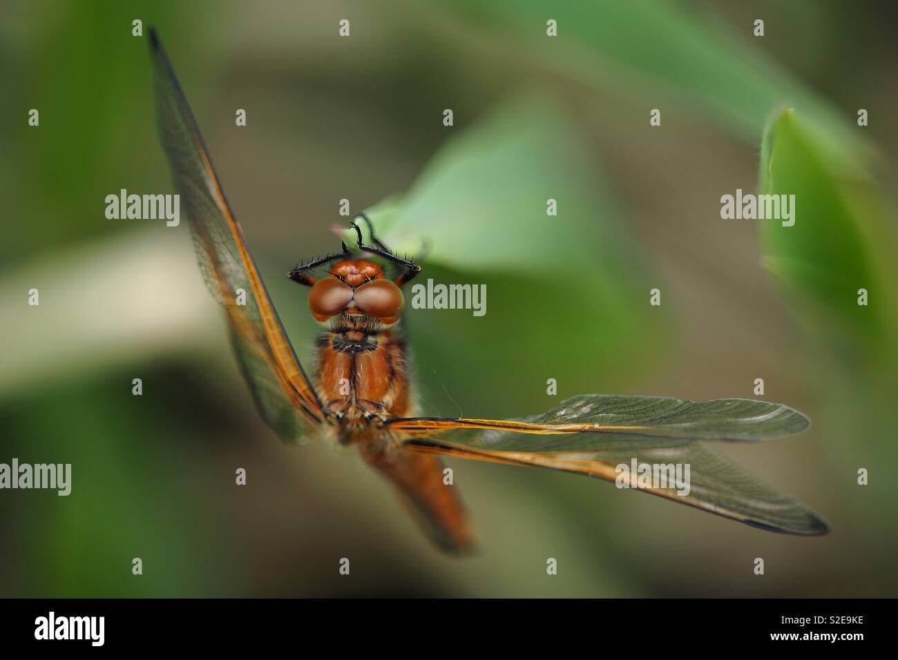 Makroaufnahme einer Libelle thront ein Blatt Stockfoto