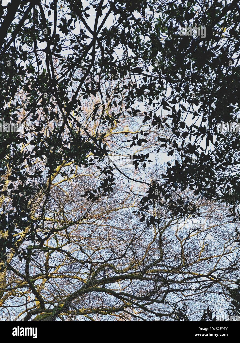 Vogel im Baum - Smartphone-aufgenommenes Stockfoto