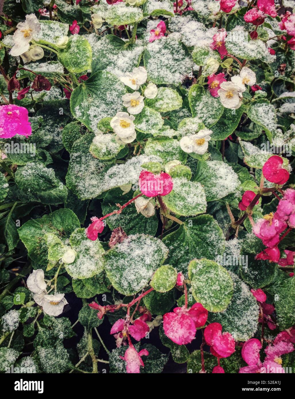 Pflanzen und Blumen und ein helles Abstauben von einem frühen Schneefall, NYC, USA abgedeckt Stockfoto