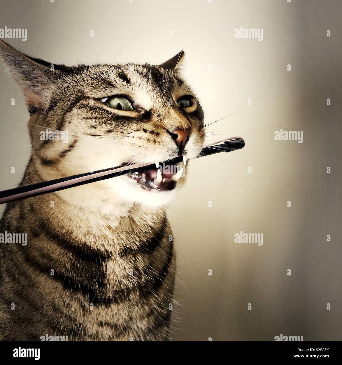 Tabby Bengal-mix Katze beißt ihr Spielzeug - Smartphone-aufgenommenes Stockfoto