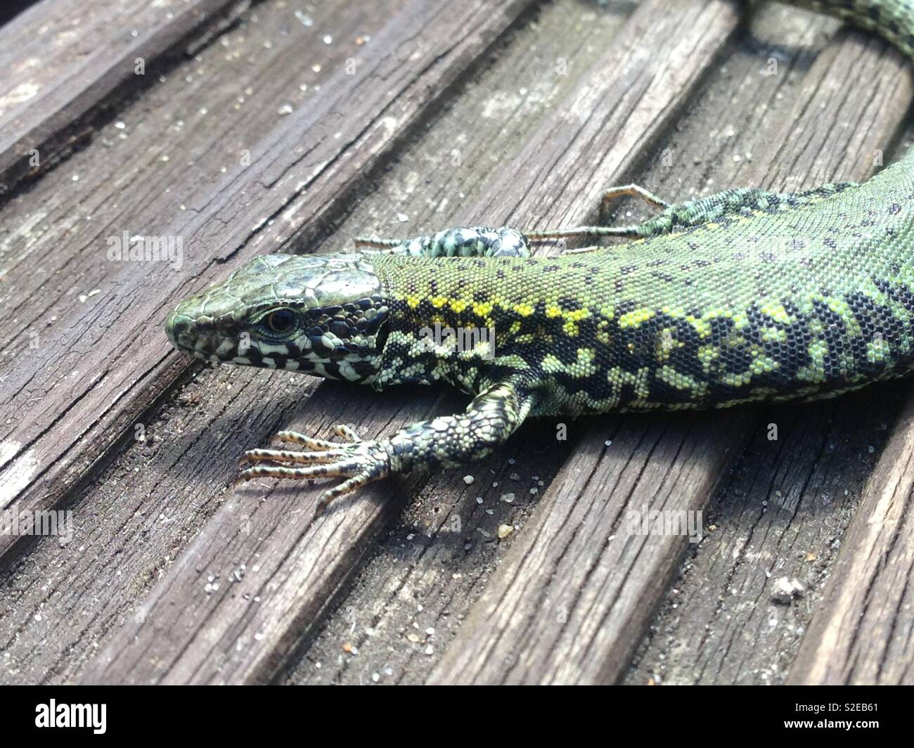 Eidechse auf der Insel Wight. Stockfoto