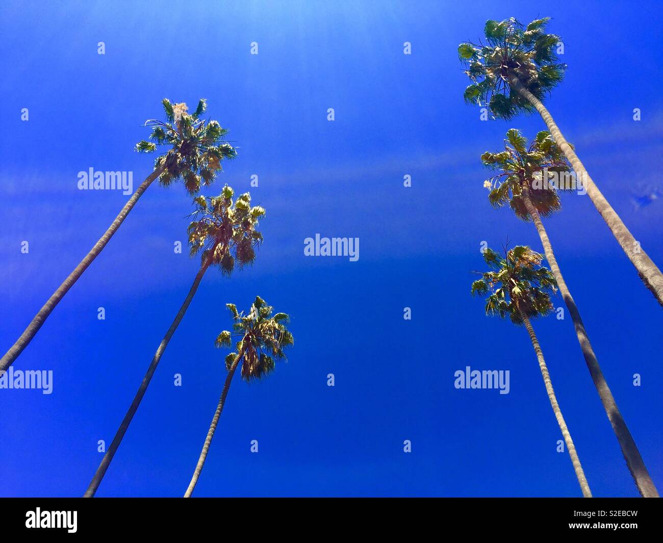 Auf der Suche um sechs Palmen. Stockfoto