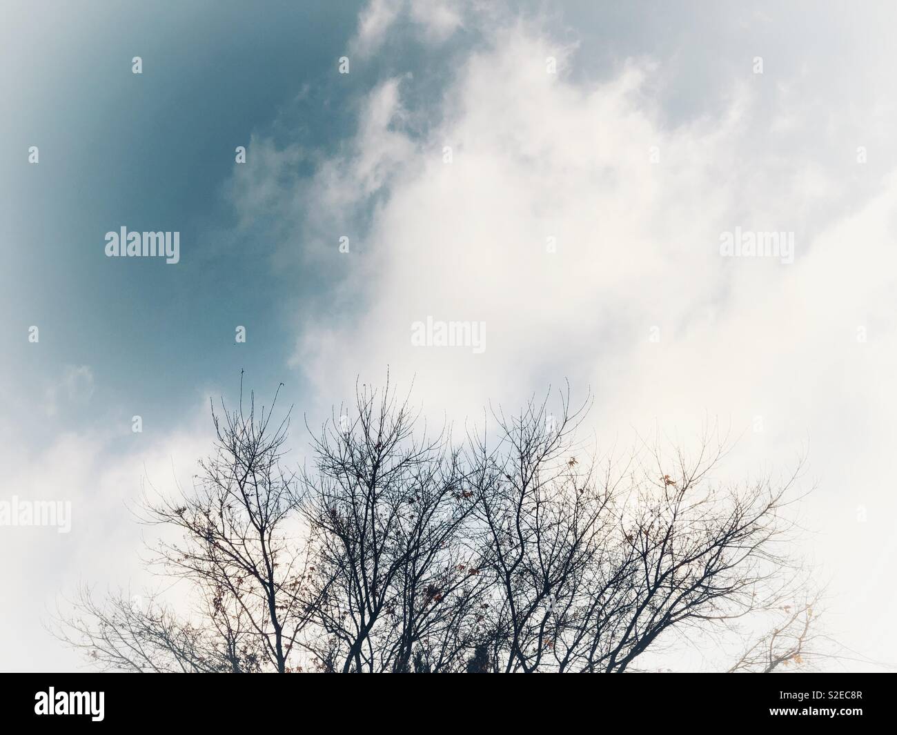 Winter Baum in den Himmel - Smartphone-aufgenommenes Stockfoto