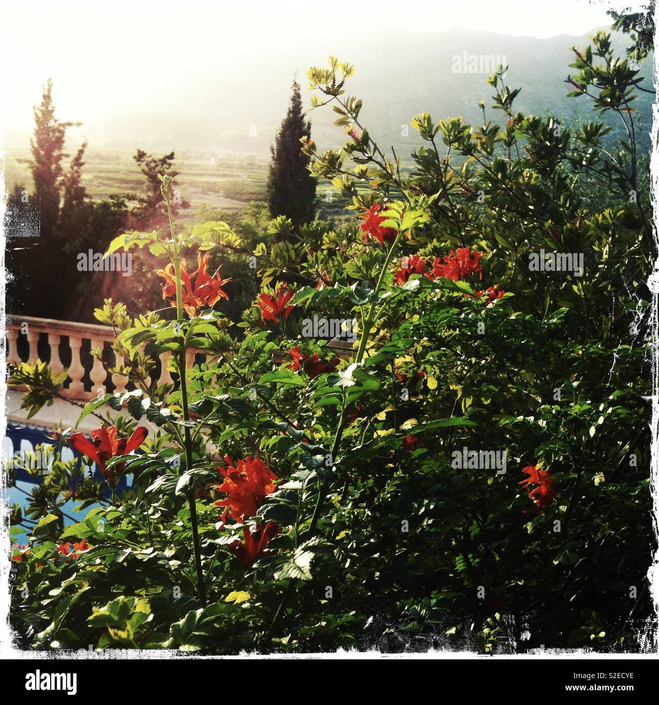 Garten bei Sonnenuntergang in der Nähe von Orba, Spanien - Smartphone-aufgenommenes Stockfoto