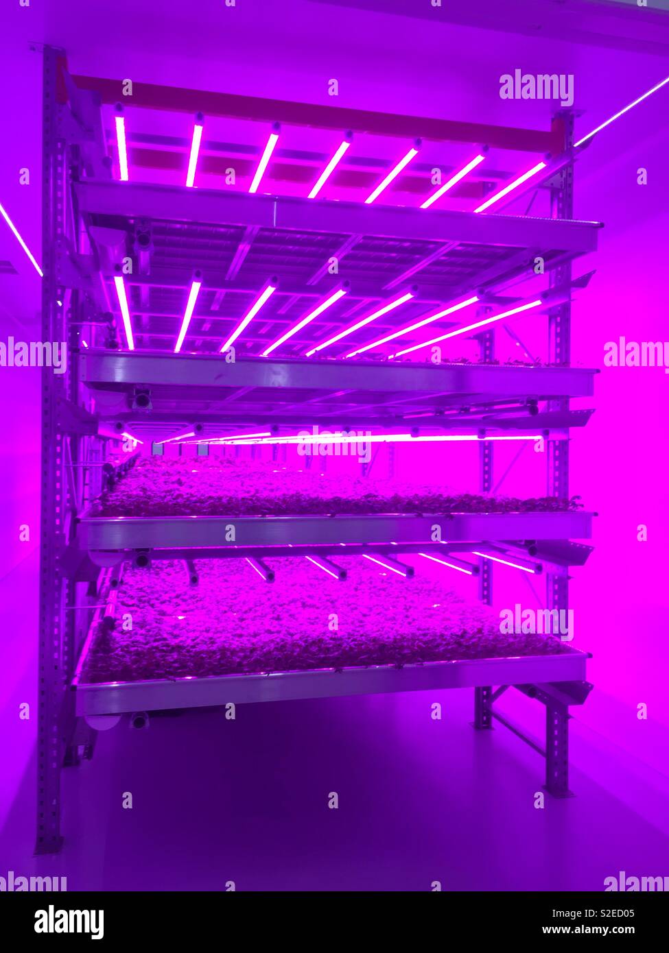 Urbane Landwirtschaft unter LED-Beleuchtung - Smartphone-aufgenommenes Stockfoto
