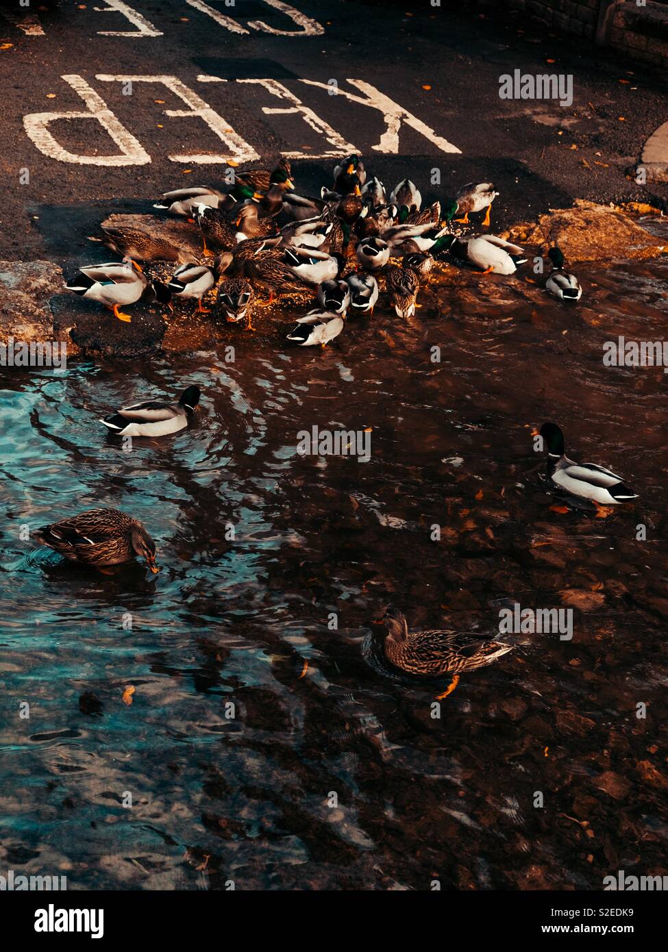 Enten füttern am Rande eines Flusses - Smartphone-aufgenommenes Stockfoto