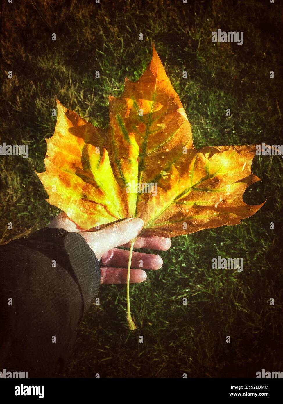 Einer Frau, die Hand mit einem schönen, leuchtenden Herbst Blatt. Grunge Texturen. - Smartphone-aufgenommenes Stockfoto