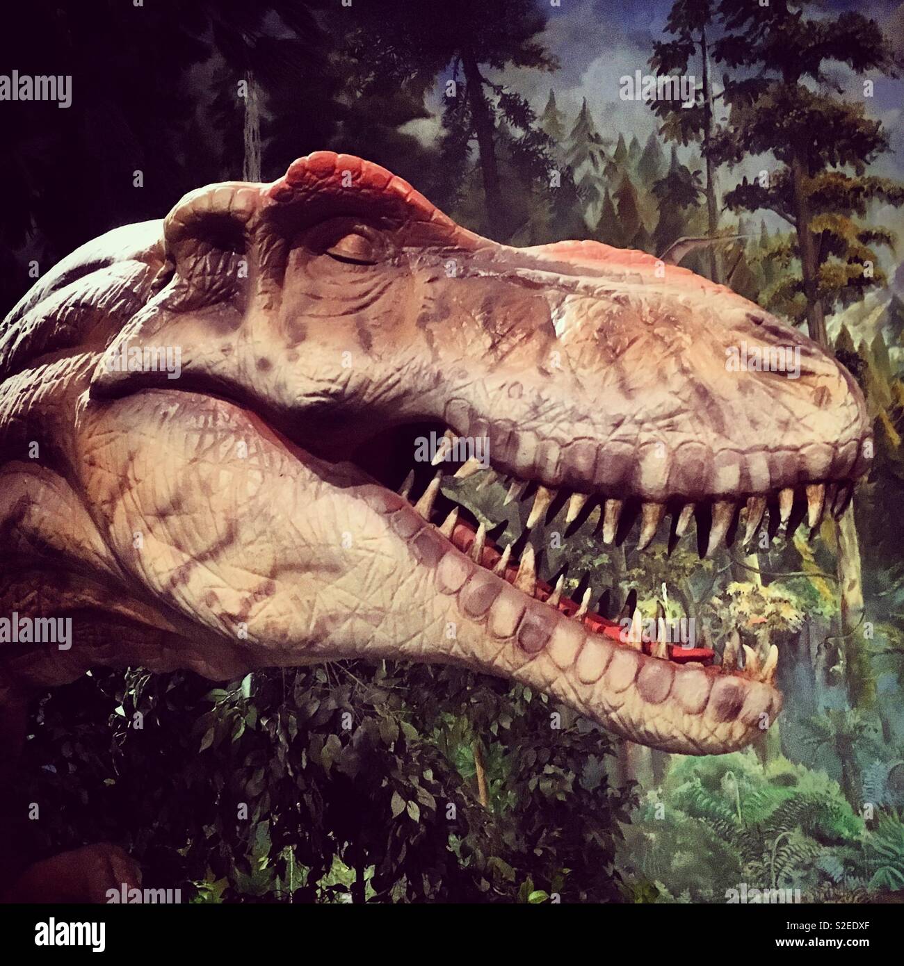 T-rex Dinosaurier Kopf mit Zähnen Stockfoto