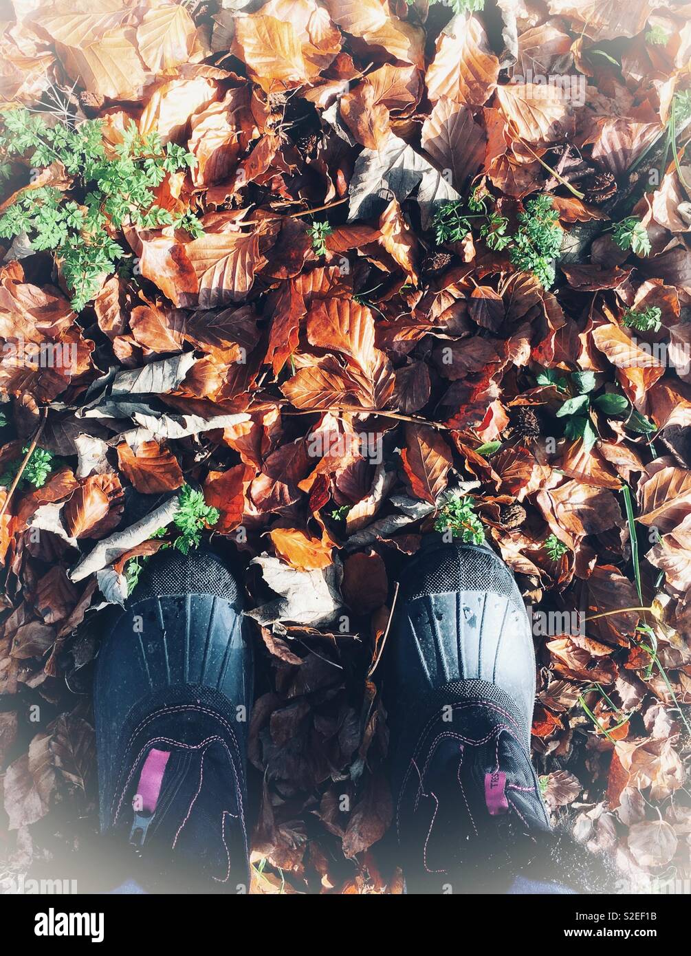 Im Herbst Blätter Stockfoto
