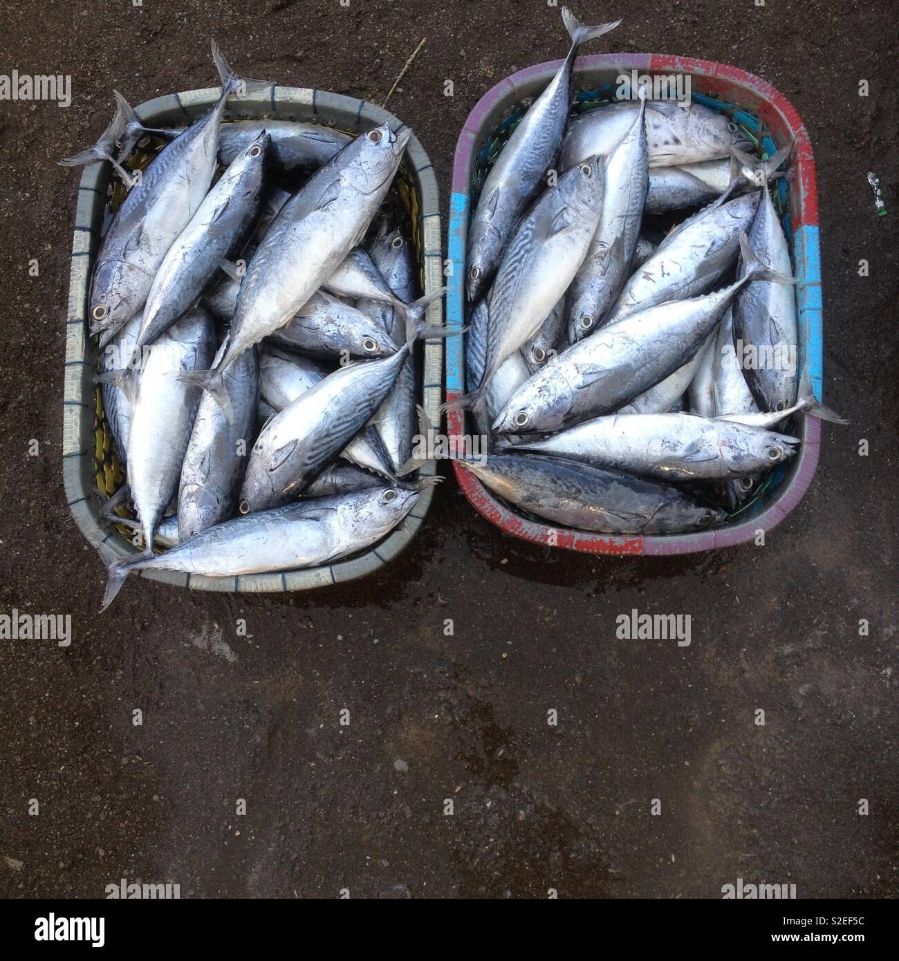 Fischen Sie die Schaufel auf dem Fischmarkt Stockfoto