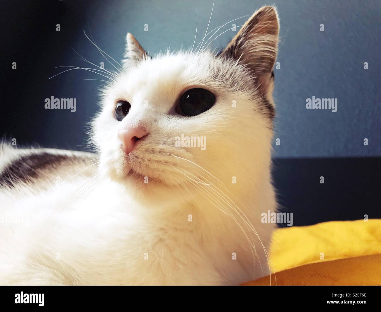Eine hübsche weiße Katze mit großen Augen. Stockfoto