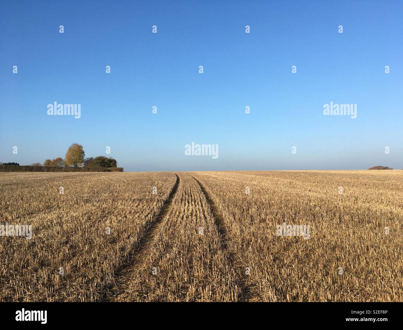 Feld von Mais Stoppeln, Petherton, Somerset, Großbritannien - Smartphone-aufgenommenes Stockfoto