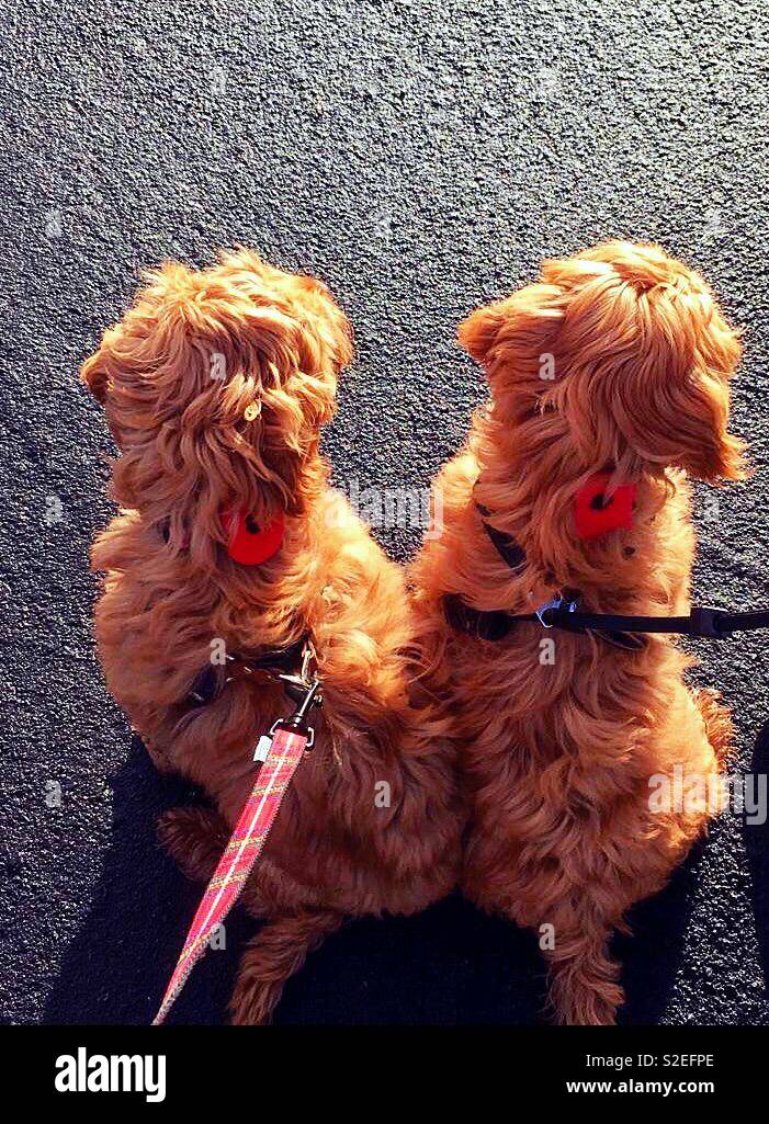Zurück Blick auf zwei Cockapoo puppies mit Mohn beobachten Erinnerung Tag der Parade Stockfoto