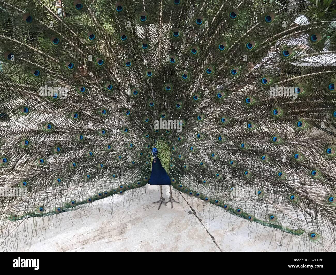 Pfau mit Federn Stockfoto