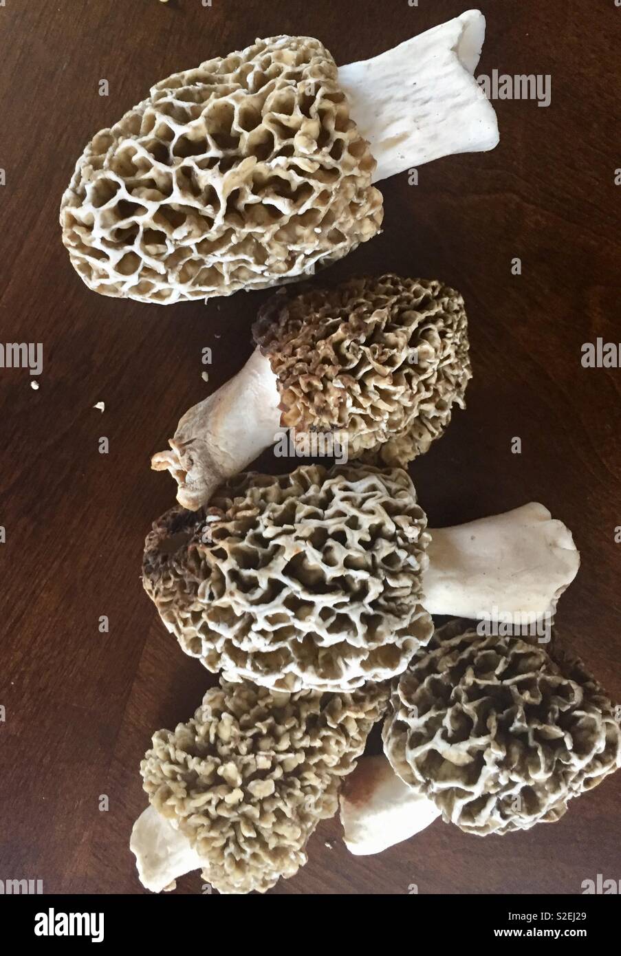 Motel Pilze Stockfoto